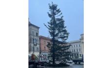 Albero in piazza,  fioccano  già le polemiche: "Manca una metà" "Sembra spelacchio"