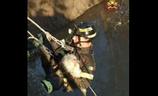 Cane bloccato nel fango della Parma salvato dai vigili del fuoco