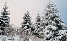 Nevicata a Tarsogno: le foto 