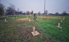 Il verde cresce: nuovi alberi in via San Leonardo 