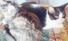 Adottiamoli, tre gattini e un cagnolina aspettano una famiglia - Foto