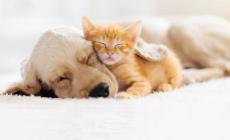 Da domani a Parma c'è l'ambulanza veterinaria