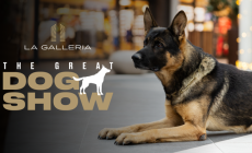 The Great Dog Show