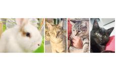 Una coniglietta e tre gattine in cerca di una casa- Foto