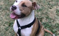 Un aiuto per  chi non riesce a curare il proprio cane