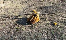 Alveare cade a terra al parco Falcone e Borsellino - Video 
