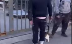 Prendono a calci un gattino e lo fanno roteare in aria, poi postano il video sul web 