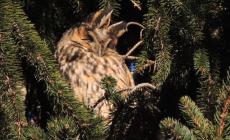 Zibello &egrave; diventato il paese dei gufi- Fotogallery