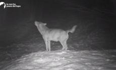 Appennino parmense, l'ululato notturno del lupo &egrave; da brividi - Video