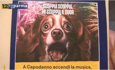 Parma, divieto ai botti di Capodanno tra rischio sanzioni e pericoli per gli animali 