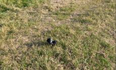 Sacchetti di escrementi di cani gettati sul prato a Corcagnano (da mesi) - Le foto