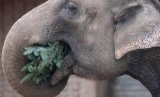 In Kenya il primo elefante maschio nato senza zanne -  Foto 