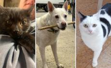 Gli animali non tradiscono mai: Balocco, Brugola e Matilda vi aspettano