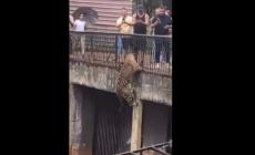 Un giaguaro cerca di fuggire dallo zoo arrampicandosi su un pilastro - Video