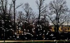 I gabbiani del Parco Ducale