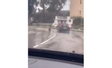La corsa disperata del cane che insegue la macchina dei suoi padroni che l'hanno appena abbandonato - Video