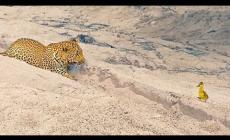 L’anatroccolo si finge morto e riesce  a sfuggire al leopardo - Video
