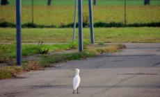 La passeggiata dell'airone per Zibello - Foto