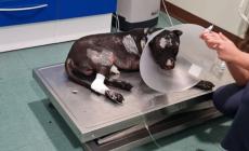 Morto Aron il pitbull legato a un palo e bruciato vivo. Il video dell'arresto del padrone