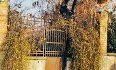 Fioritura invernale, gennaio pazzerello