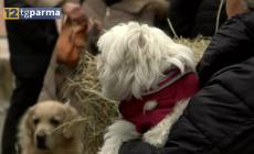 La festa di Sant'Antonio Abate a Parma: in via del Taglio la benedizione degli animali - Video 