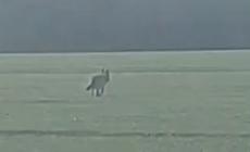 Un lupo alle porte di Parma (strada Naviglio Alto) - Video