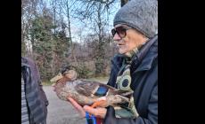 Parco Ducale, Germano in difficoltà (soccorso)