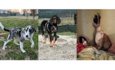 I cagnolini Lotus e Tex e i gattini ciechi Fulmine e Saetta cercano casa