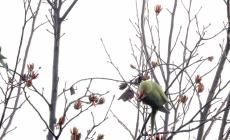 Pappagallini in un giardino di strada san Bruno: la foto dei lettori