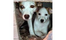 Fidenza, appello urgente per Gioia e Sole, mammina e cucciolo