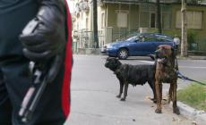 Muore sbranato da tre rottweiler mentre fa jogging vicino a Roma