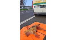Sciacallo dorato investito in tangenziale