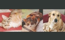 Le gattine Ines e Carola e la cagnolina Emma cercano casa