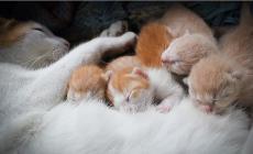 Tante gatte non sterilizzate: allarme per le cucciolate