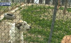 Canile municipale, l'opposizione all'attacco: "Grosse carenze e criticit&agrave;" - Video