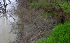 La piena del Po ha causato diverse erosioni spondali nel tratto parmense 