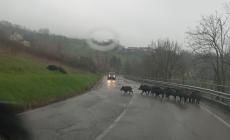 Salsomaggiore: il branco di cinghiali attraversa la strada 