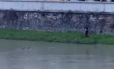Ragazza cade nell'Arno: la salva  un passante - Video