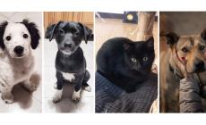 Ron, Hermione, Ombra e Bonnie aspettano una casa e il vostro amore - Foto