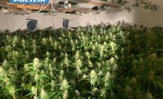 Oltre mille piante di marijuana in un capannone a nord di Parma: tre arresti 