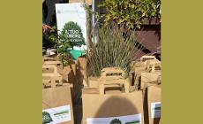 Distribuzione gratuita di alberi a Busseto con KilometroVerdeParma 