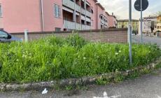 Le aiuole diventano... boschi a Vicofertile - Foto 
