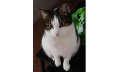 Sos per la micia Miso: chi l'ha vista?