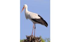 Una cicogna nell'Enza