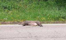 Contignaco, auto centra e uccide un cinghiale