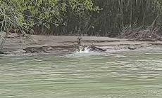 Un capriolo attraversa il Po all'altezza di Polesine - Video