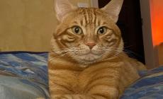Ritrovato grazie al microchip un gatto sparito da due anni