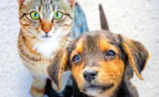 L'appello del Comune &laquo;Adottate cani e gatti anziani: l'amore non ha et&agrave;&raquo;. Oggi porte aperte al canile di Parma 