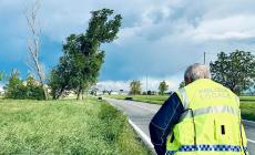 Pioppo pericolante: provinciale chiusa tra Busseto e Soragna