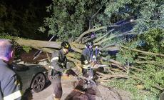 Forte vento, paura per un albero spezzato in via Racagni, incrocio con viale Rimembranze- Video